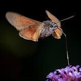 Insects